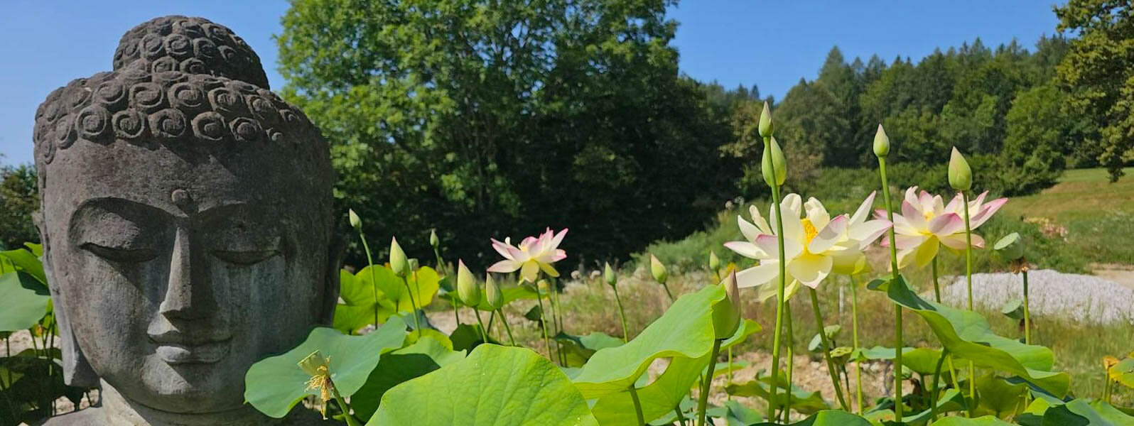 Lotus Gioia neben einer Buddha-Statue in einem Garten