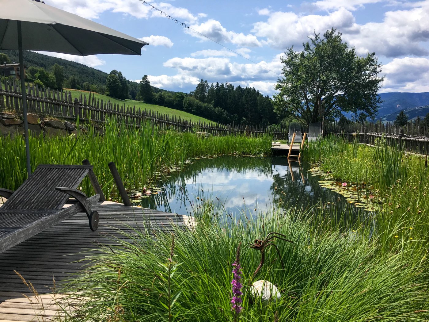 Schwimmteich Mellaun – Teich nach 5 Jahren